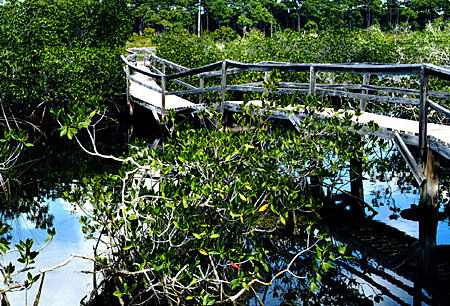Boardwalk through mangroves of Lucayan National Park. The Bahamas.