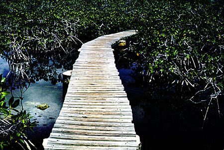 Boardwalk through mangroves in Lucayan National Park. The Bahamas.