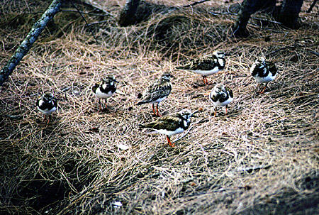 Ruddy turnstones in Lucayan National Park. The Bahamas.