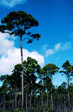Pine forest of Lucayan National Park. The Bahamas.