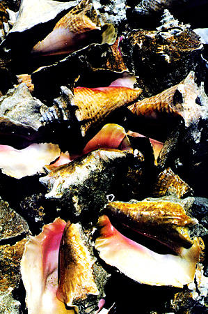 Discarded conch shells from sea food eateries in West End. The Bahamas.