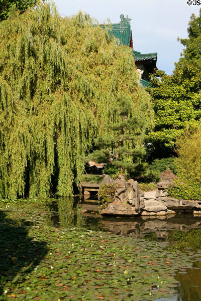 Weeping trees & water lilies at Dr. Sun Yat-Sen Park. Vancouver, BC.
