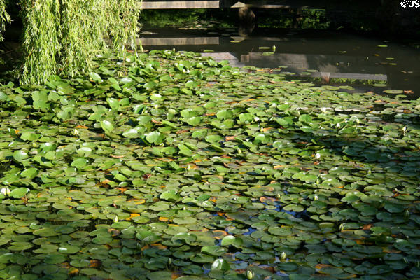 Water lily pads in gardens of Dr. Sun Yat-Sen Chinese Garden. Vancouver, BC.