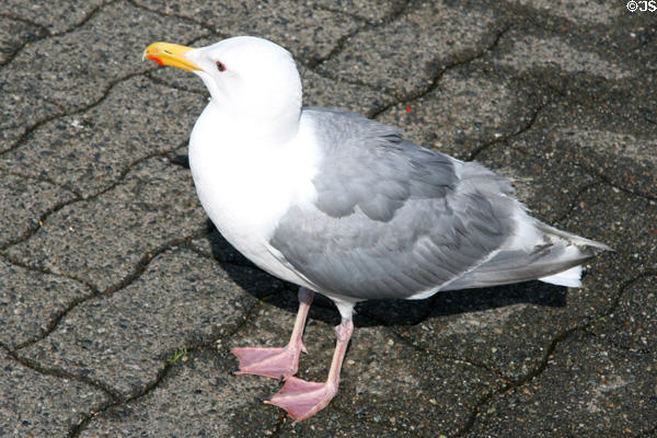 Glaucous-winged gull (<i>Larus glaucescens</i>) at Granville Island Market. Vancouver, BC.