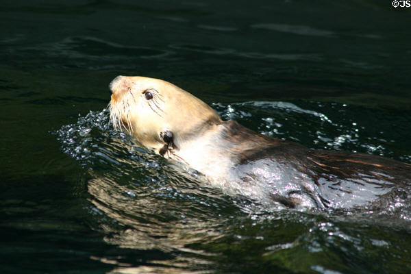 Sea otter (<i>Enhydra lutris</i>) at Stanley Park Aquarium. Vancouver, BC.