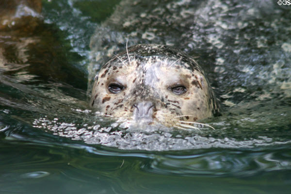 Northern fur seal (<i>Callorhinus ursinus</i>) at Stanley Park Aquarium. Vancouver, BC.