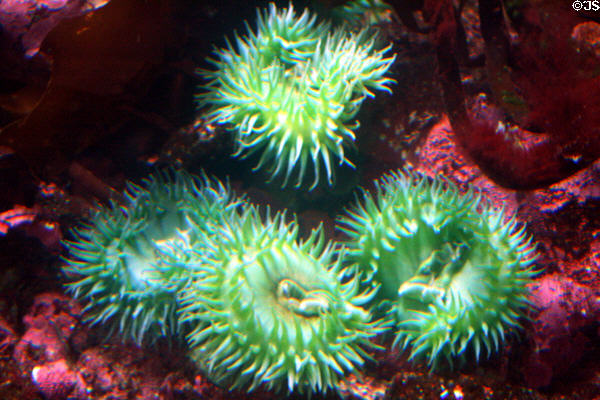 Giant green anemone (<i>Anthopleura xanthogrammica</i>) at Stanley Park Aquarium. Vancouver, BC.