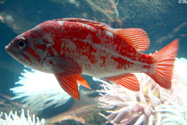 Tiger Rockfish (<i>Sebastes nigrocinctus</i>) at Stanley Park Aquarium. Vancouver, BC.