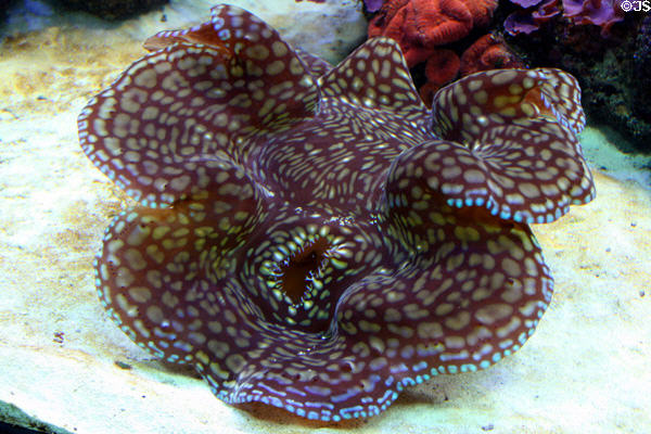 Scaled clam (<i>Tridacna squamosa</i>) at Stanley Park Aquarium. Vancouver, BC.