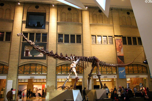 Sauropod dinosaur skeleton in entrance hall at Royal Ontario Museum. Toronto, ON.