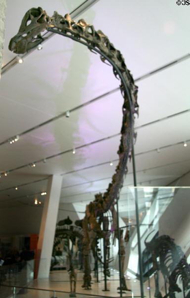 Sauropod (<i>Barosaurus lentus</i>) dinosaur skeleton at Royal Ontario Museum. Toronto, ON.