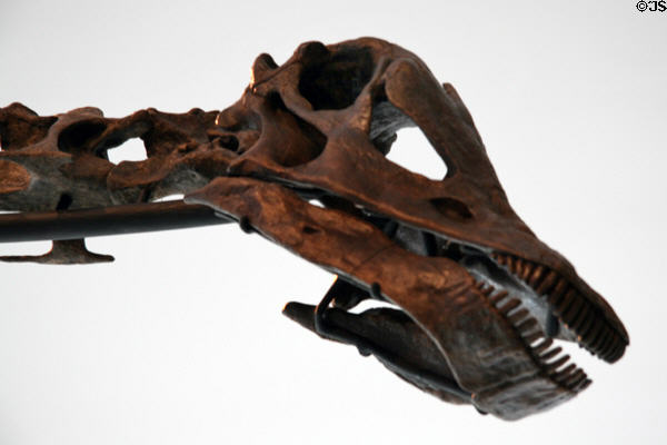Skull detail of Sauropod (<i>Barosaurus lentus</i>) dinosaur skeleton at Royal Ontario Museum. Toronto, ON.