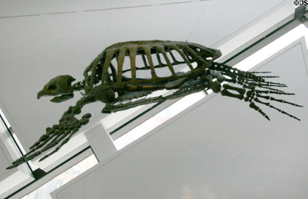 Giant sea turtle (<i>Archelon ichyodus</i>) cast from Late Cretaceous at Royal Ontario Museum. Toronto, ON.