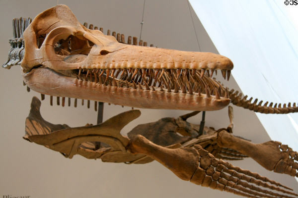 Fossil plesiosaur (<i>Trinacromerum kirki</i>) skeleton cast from Late Cretaceous at Royal Ontario Museum. Toronto, ON.