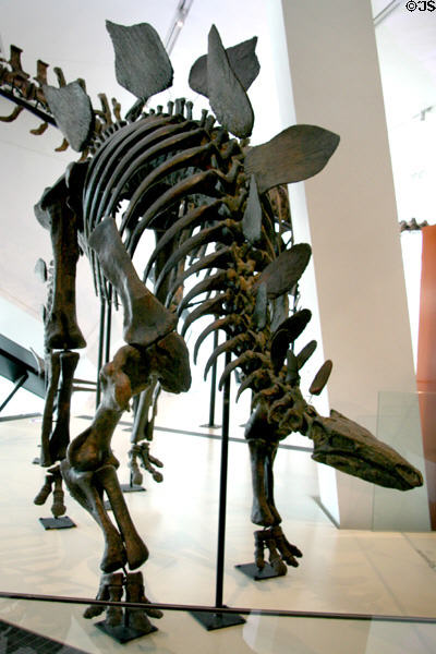 (<i>Stegosaurus sp.</i>) dinosaur skeleton from Late Cretaceous at Royal Ontario Museum. Toronto, ON.