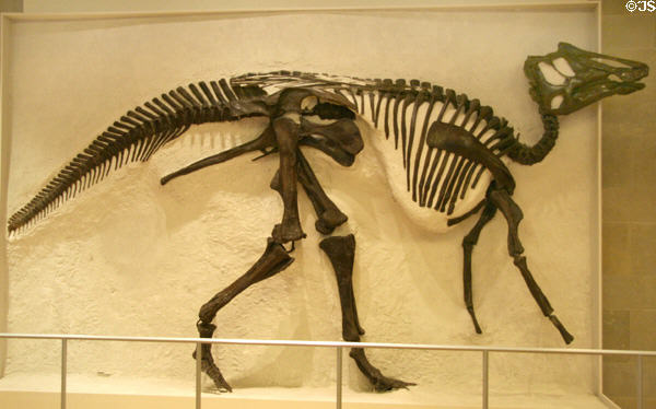 Hadrosaur duckbill (<i>Parasaurolophus maximus</i>) dinosaur skeleton from Late Cretaceous at Royal Ontario Museum. Toronto, ON.