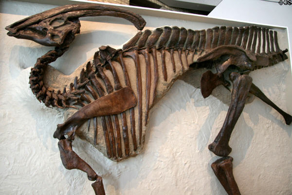 Hadrosaur (<i>Parasaurolophus walkeri</i>) dinosaur skeleton from Late Cretaceous at Royal Ontario Museum. Toronto, ON.