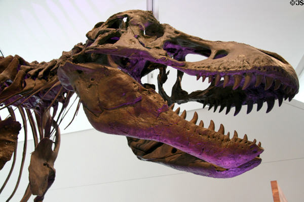<i>Tyrannosaurus rex</i> skull from Late Cretaceous at Royal Ontario Museum. Toronto, ON.