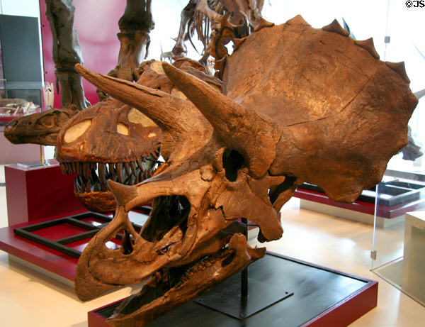 Horned dinosaur skull (<i>Triceratops horridus</i>) from Late Cretaceous at Royal Ontario Museum. Toronto, ON.