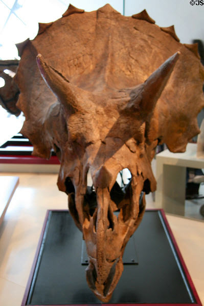 Horned dinosaur skull (<i>Triceratops horridus</i>) from Late Cretaceous at Royal Ontario Museum. Toronto, ON.
