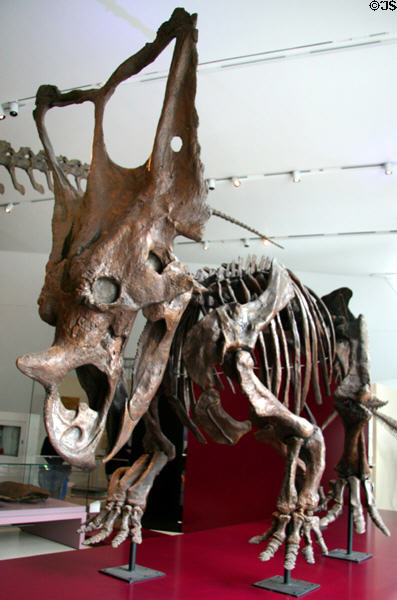Horned dinosaur skeleton (<i>Chasmosaurus belli</i>) cast from Late Cretaceous at Royal Ontario Museum. Toronto, ON.