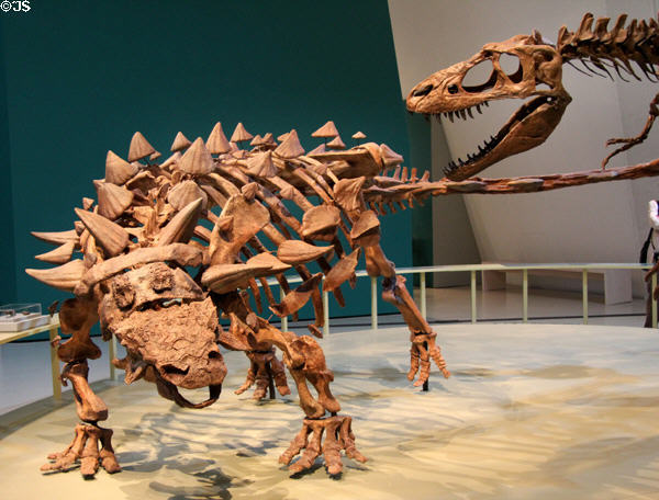 Ankylosaur dinosaur (<i>Zuul crurivastator</i>) skeleton at Royal Ontario Museum. Toronto, ON.