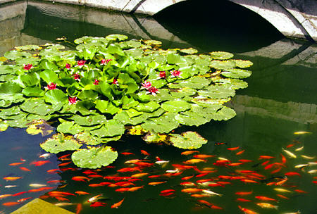 Carp in water of gardens of Forbidden City in Beijing. China.