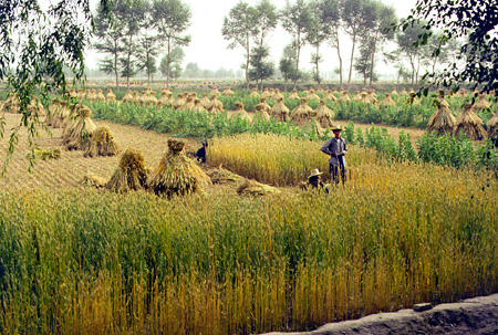 Harvesting wheat in Lanzhou country village. China.