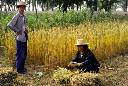Wheat harvesters in Lanzhou country village. China.