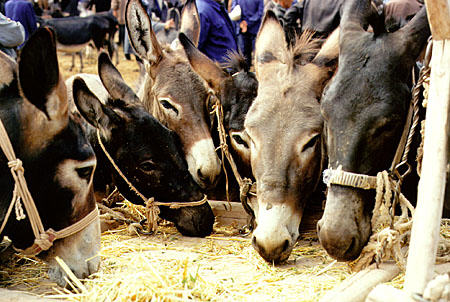 Donkeys at the Sunday market, Kashgar. China.