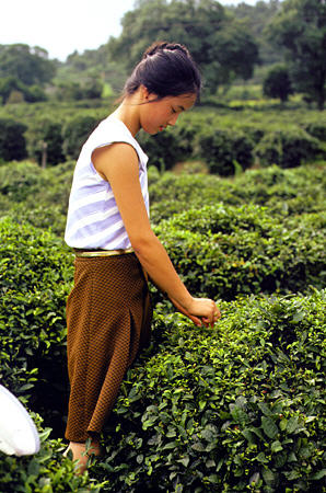 Tea plantation and hostess in Hangzhou. China.