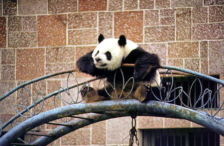 Panda sitting in a zoo in Chengdu. China.
