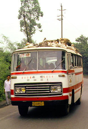 Bus with roof full of ducks on a road near Chengdu. China.