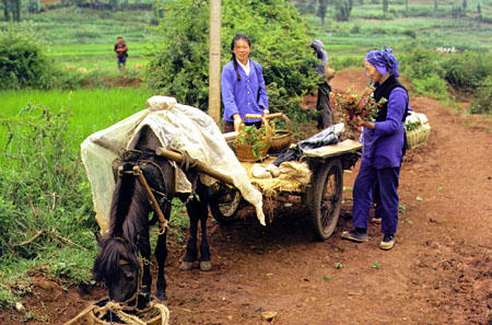Women loading crops onto a horse-cart near Kunming. China.