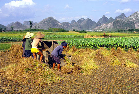 Rice threshing in the fields around Kweilin. China.