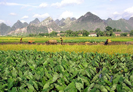 Rice fields and distinct mountains which define the region around Kweilin. China.