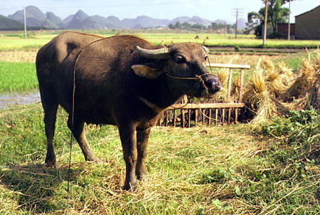 Water buffalo beside a rice field near Kweilin. China.