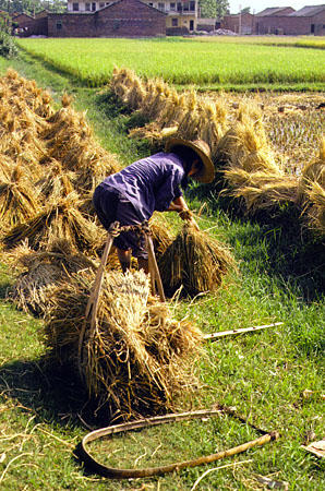 Farmer gathering rice straw in a field near Kweilin. China.