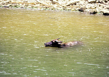 Water buffalo swimming in the Li River, Kweilin. China.