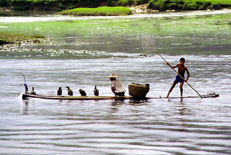 Cormorants belonging to a fisherman rafting on the Li River, Kweilin. China.