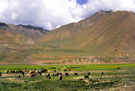 Livestock graze in a field surrounded by mountains in Tibet. China.