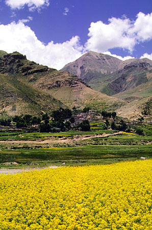 Canola flowers and mountains in Tibet. China.