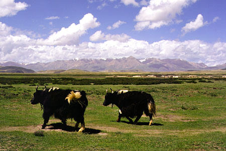 Yak roam free on the ranges of Tibet. China.