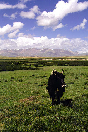 Yak on the plains of Tibet. China.