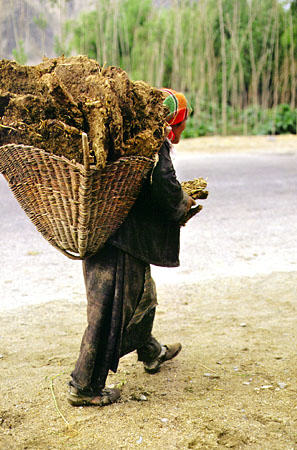 Carrying yak dung in a basket on the back, Tibet. China.