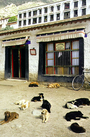 Dogs lay on the streets of the Drepung Monastery in Tibet. China.
