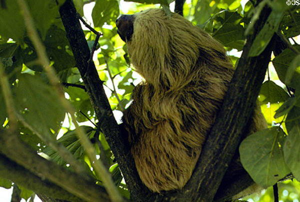 Two-toed Sloth in the branches in the eastern farm country of Costa Rica.