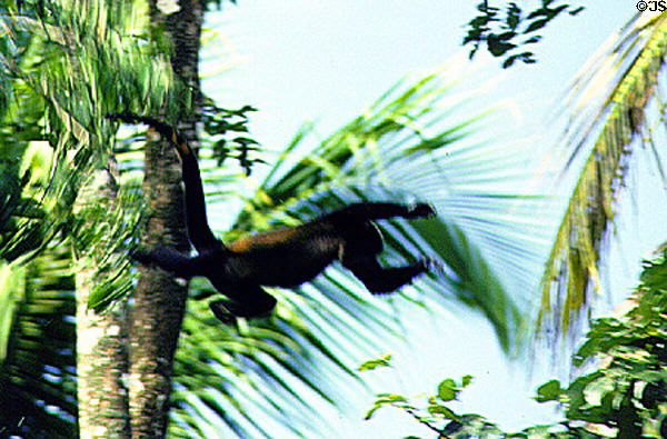 Howler Monkey jumping through the trees in Tortuguero. Costa Rica.