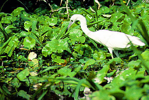 Little Blue Heron (immature) in Tortuguero. Costa Rica.