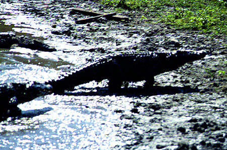 Crocodile in Crocodile Farm along shores of Guama. Cuba.